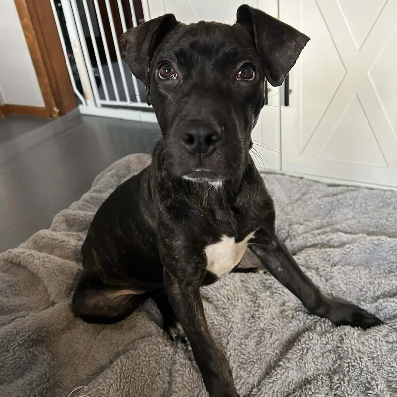 Mr. Pibb thumbnail 2