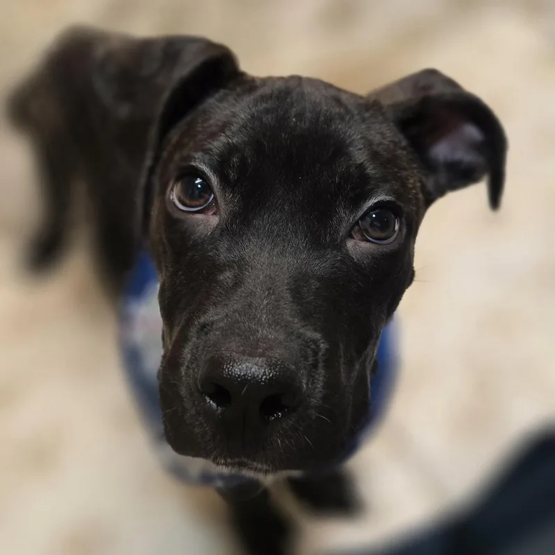 Mr. Pibb thumbnail 3