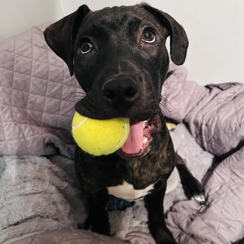 Mr. Pibb thumbnail 4