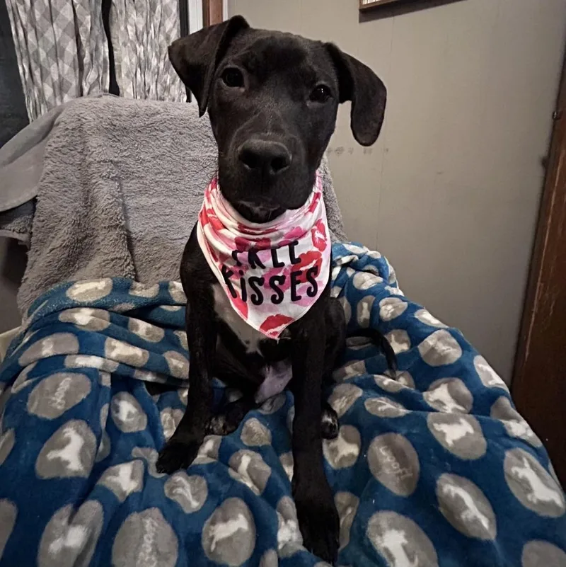 Mr. Pibb thumbnail 5