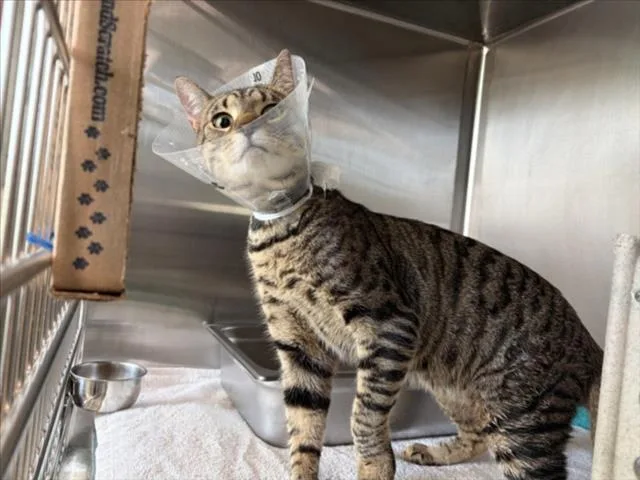 A young medium-sized male Domestic Short Hair cat named Savory Bacon for adoption in Derwood, MD