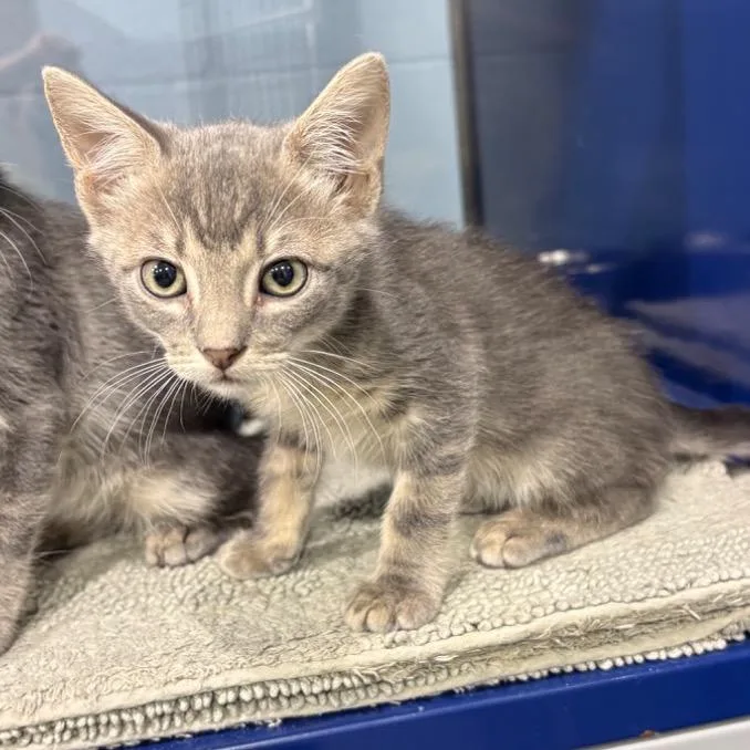 A baby small-sized male Gray / Blue / Silver Domestic Short Hair cat named Benny for adoption in Buffalo, MN