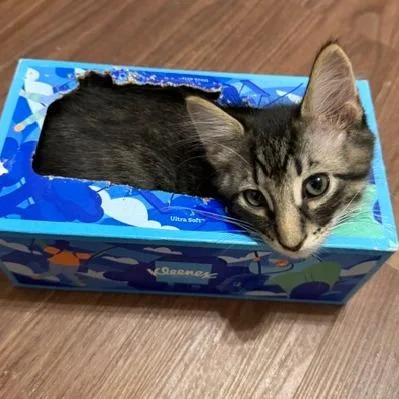 Rex
