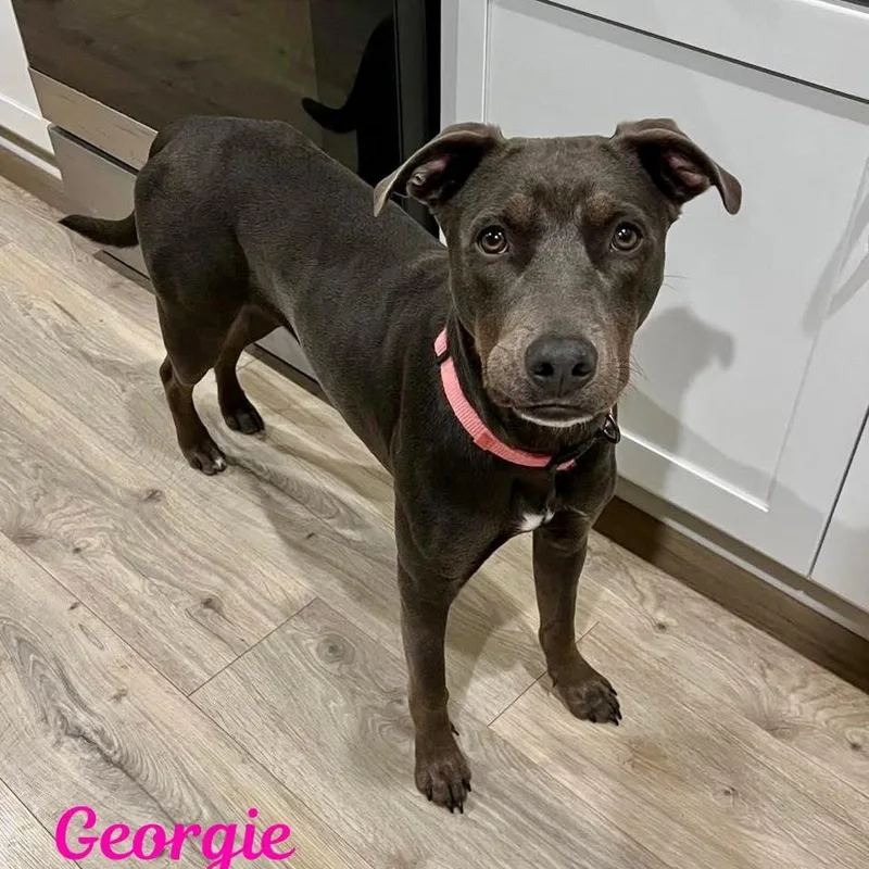 Georgie thumbnail 4