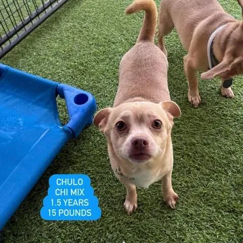 An adult medium-sized male Yellow / Tan / Blond / Fawn Chihuahua dog named Chulo for adoption in Tampa, FL