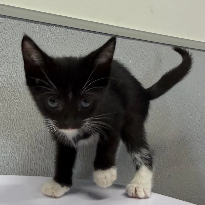A baby small-sized female Domestic Short Hair cat named Inky for adoption in Tampa, FL