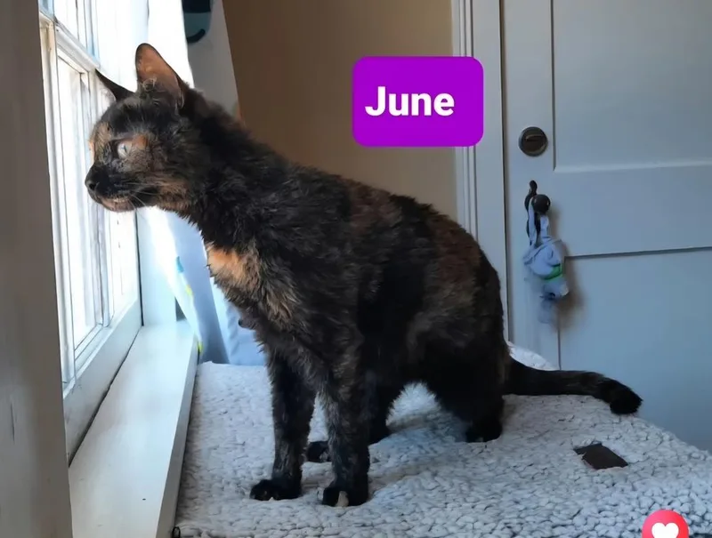 June thumbnail 3