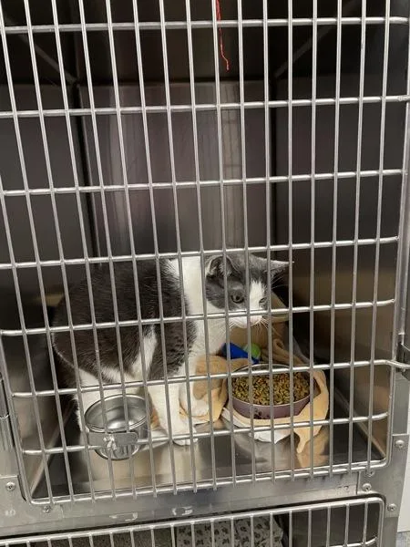 An adult small-sized male Domestic Short Hair cat named Cookie for adoption in Morristown, TN