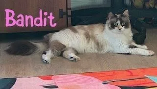 Bandit