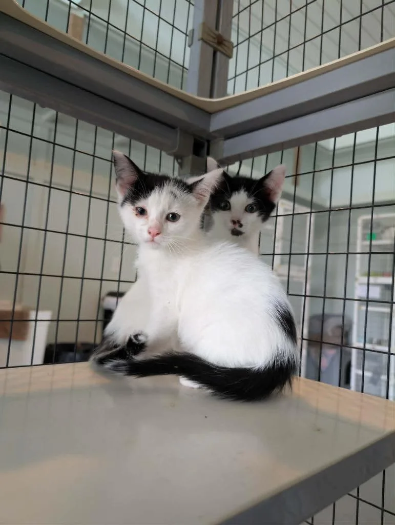 A baby medium-sized male Domestic Short Hair cat named Binky for adoption in Kingsland, GA