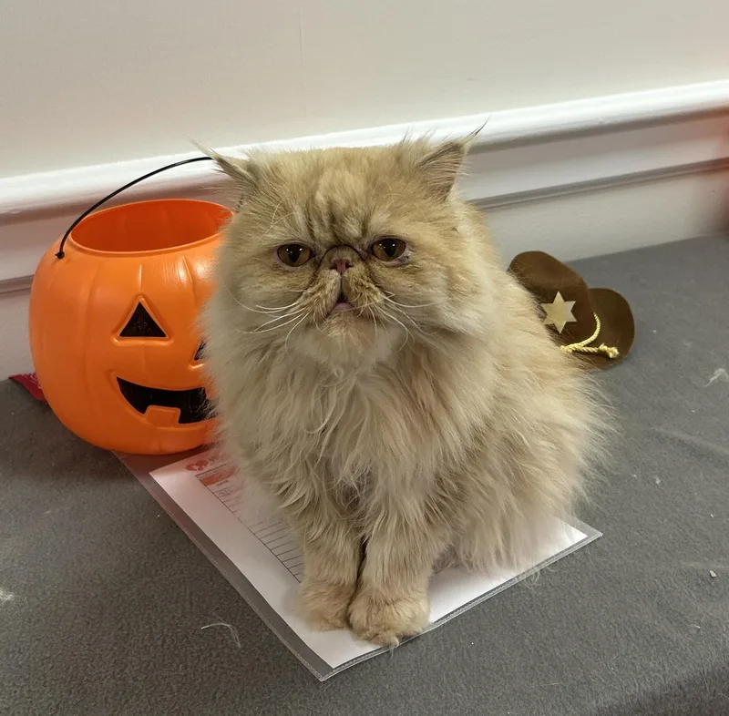 An adult medium-sized male Buff / Tan / Fawn Persian cat named Bob Billby for adoption in Albany, NY