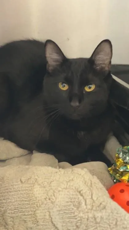 A baby small-sized female Domestic Medium Hair cat named Indigo for adoption in Longmont, CO