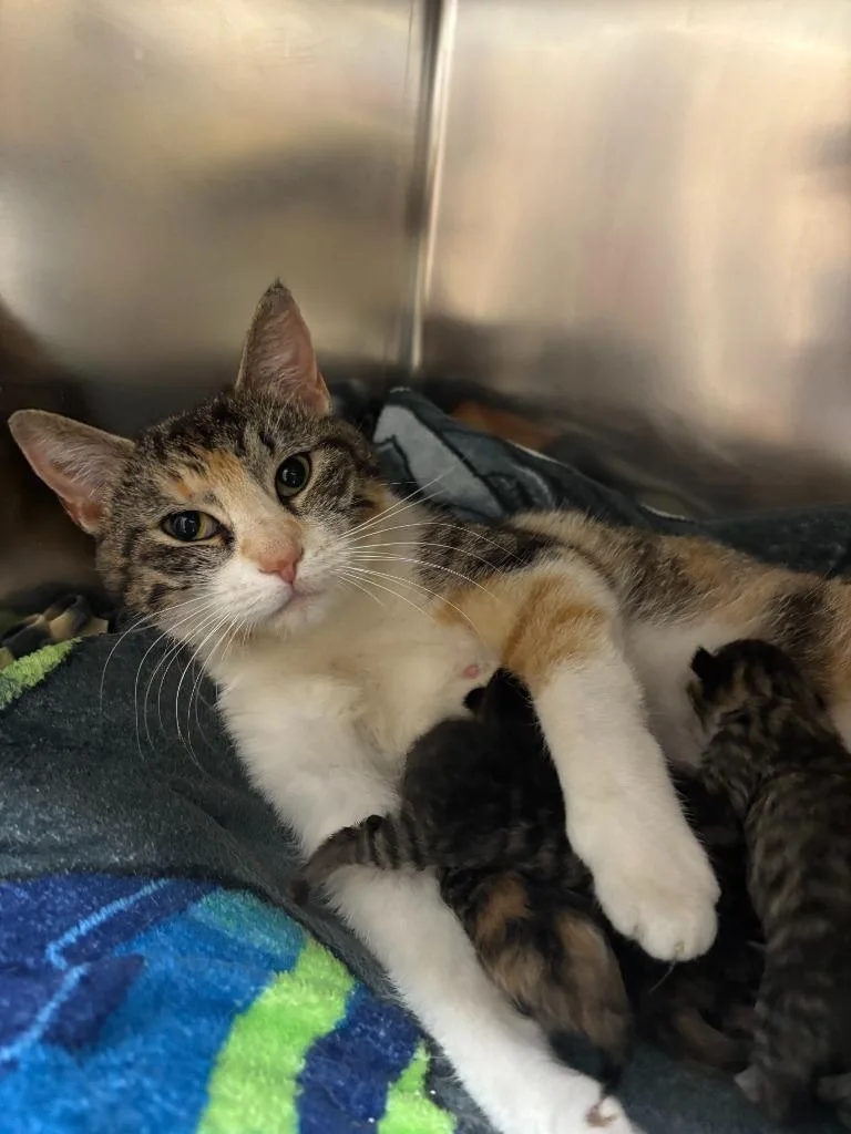 A young medium-sized female Domestic Short Hair cat named Frida for adoption in Findlay, OH