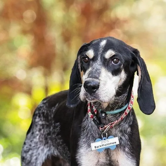 An adult medium-sized male Gray / Blue / Silver Hound dog named Barktholomew for adoption in Wake Forest, NC