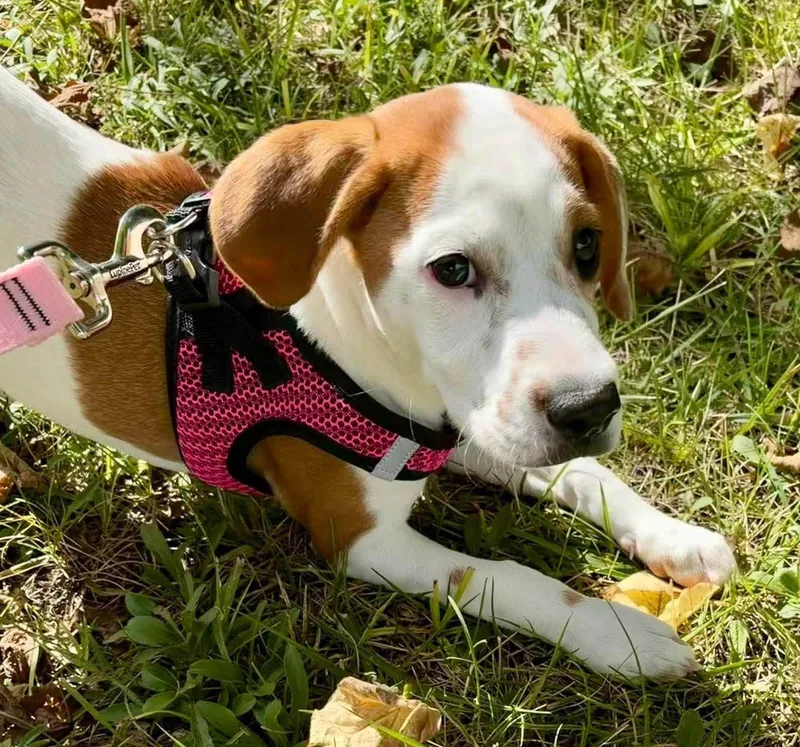 A baby small-sized female Jack Russell Terrier dog named Lilly for adoption in Falls Church, VA