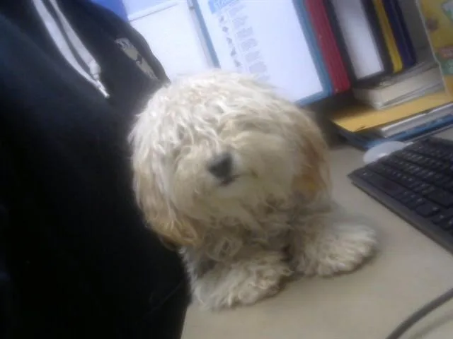 A young small-sized female Poodle dog named Fiona for adoption in Albuquerque, NM