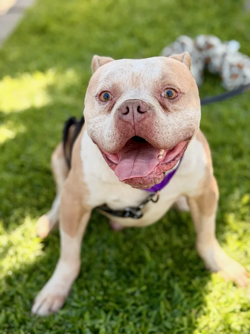 An adult medium-sized male Merle (Red) American Staffordshire Terrier dog named Nipsey for adoption in North Hollywood, CA