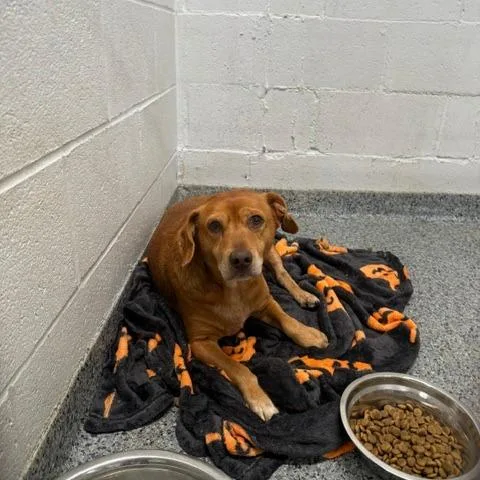 An adult medium-sized male Mixed Breed dog named Duke for adoption in Jeffersonville, IN