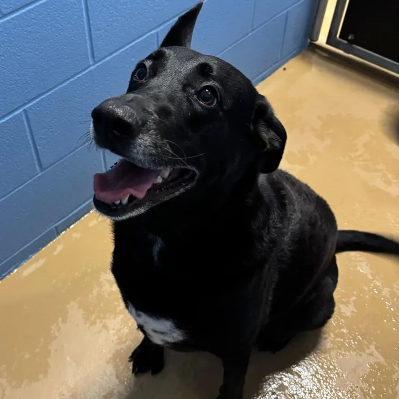 An adult large-sized female Black Labrador Retriever dog named Ladie for adoption in Portland, TX