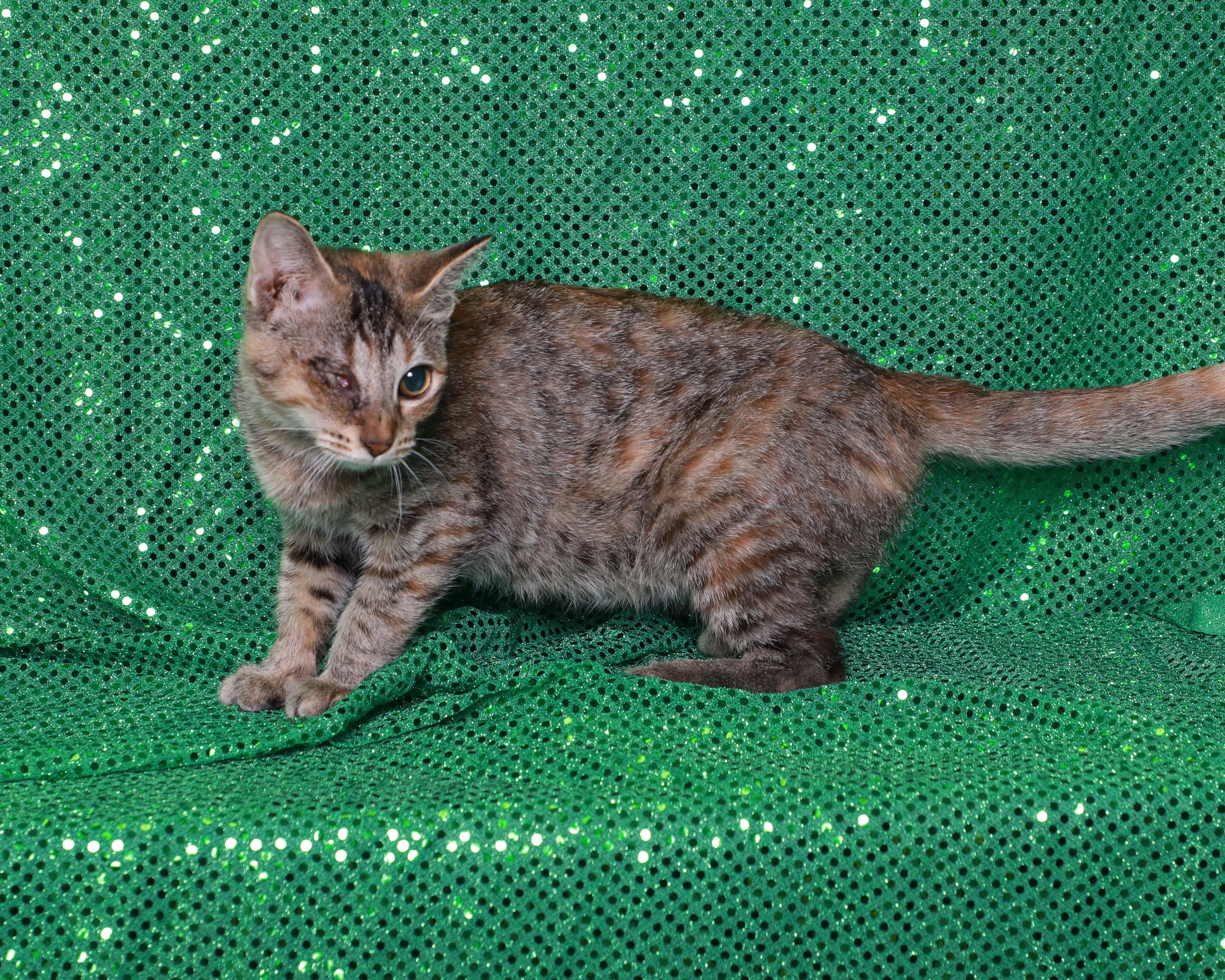 A baby medium-sized female Torbie Domestic Short Hair cat named Addie for adoption in Rock Falls, IL