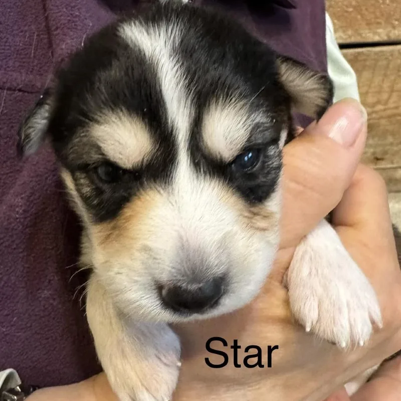 A baby medium-sized female Yellow / Tan / Blond / Fawn Mixed Breed dog named Star for adoption in Bartlett, TN
