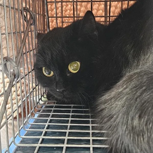 An adult medium-sized female Domestic Short Hair cat named Cleopatra for adoption in Des Moines, IA