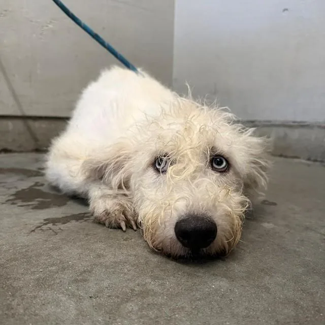 A young medium-sized female Siberian Husky dog named Bean for adoption in Camarillo, CA