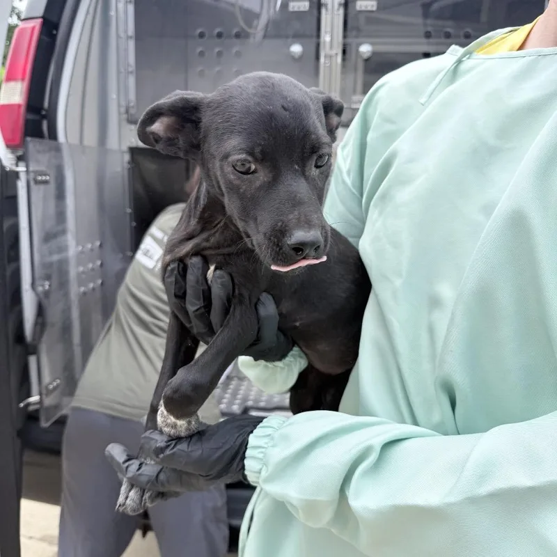 A baby medium-sized female Black Mixed Breed dog named Jenga for adoption in Auburn, AL