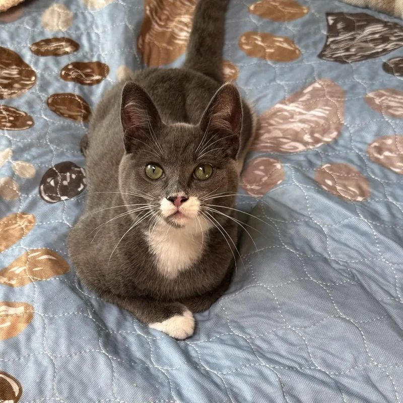 A young medium-sized male Gray / Blue / Silver Domestic Short Hair cat named Crocodile for adoption in Westminster, CA