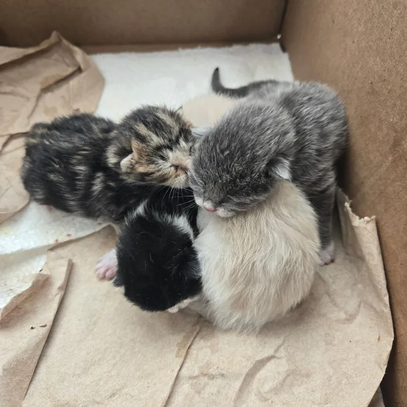 Crocodile thumbnail 2