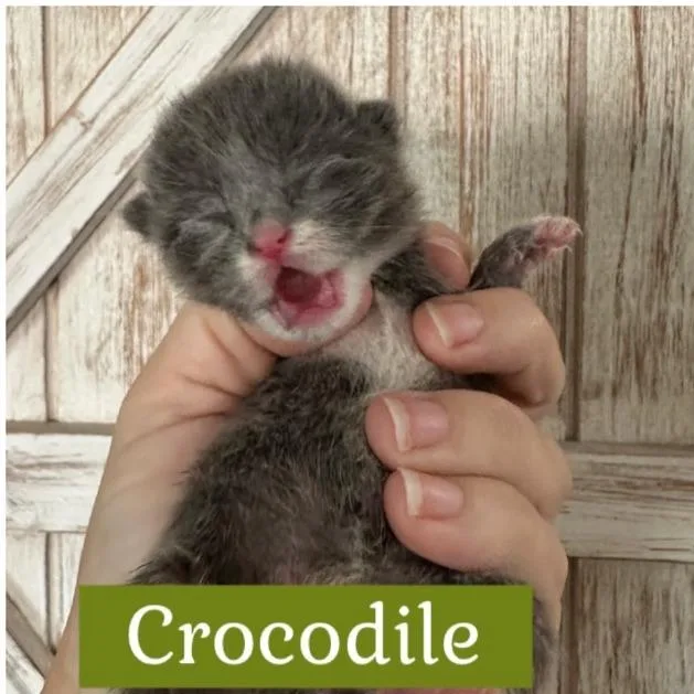 Crocodile thumbnail 3