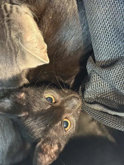 A baby small-sized male Domestic Short Hair cat named Hermes for adoption in Memphis, TN