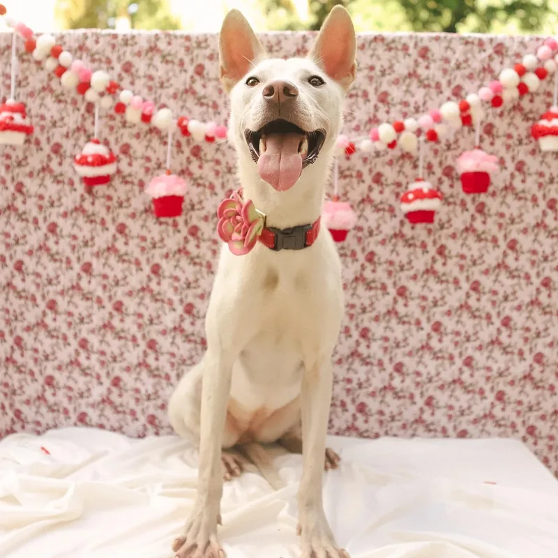 Penelope thumbnail 2