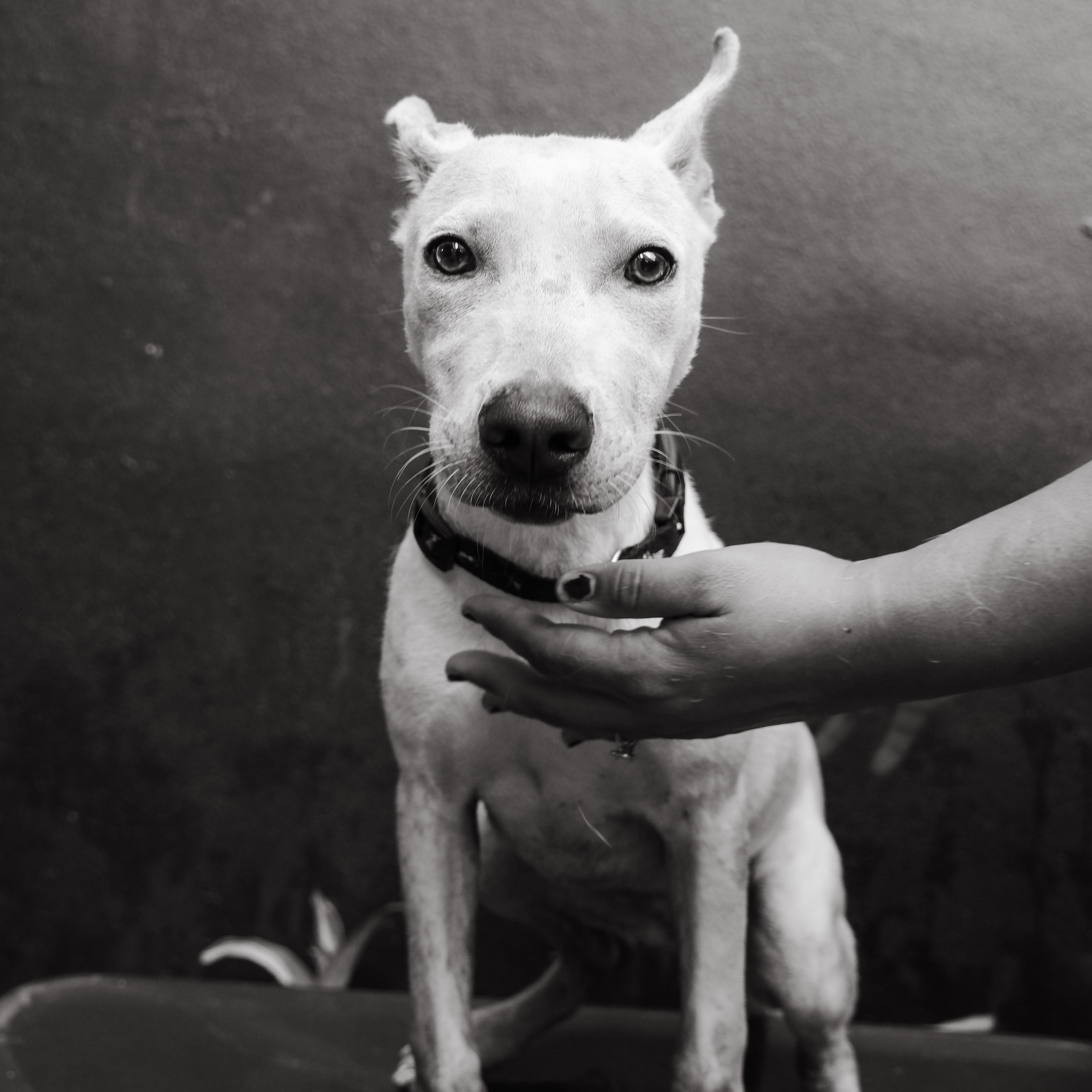 Penelope thumbnail 3