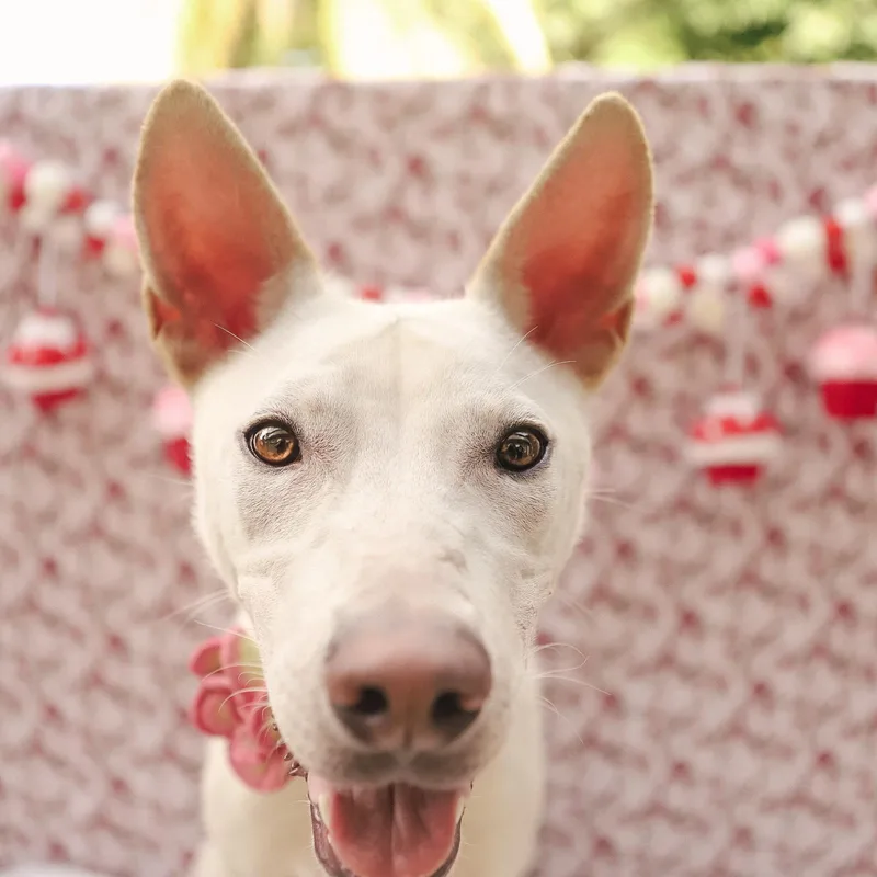 Penelope thumbnail 5