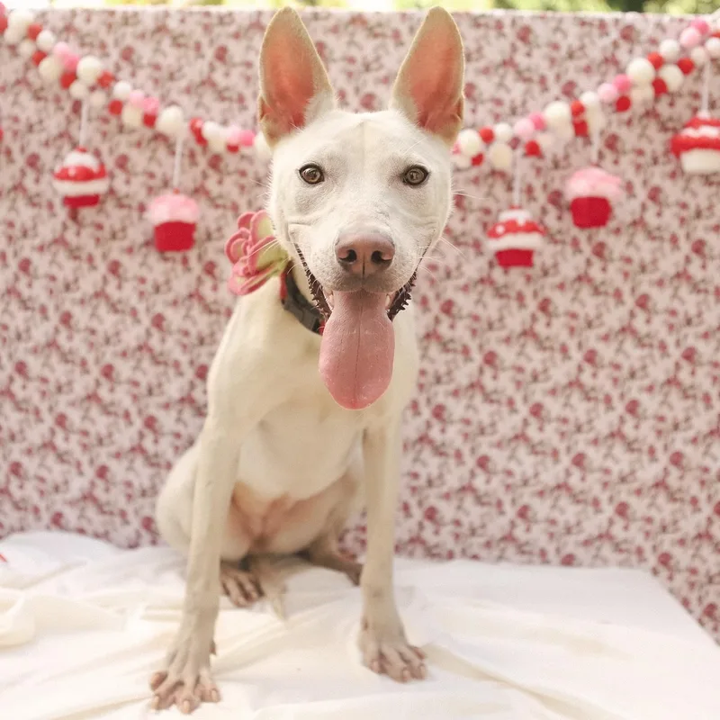 Penelope thumbnail 6