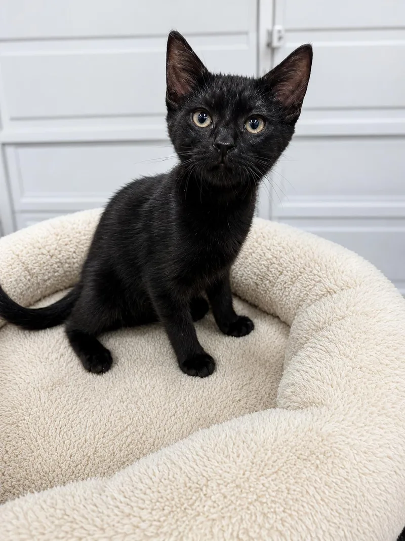 A baby small-sized female Domestic Short Hair cat named Luna for adoption in Rio Linda, CA