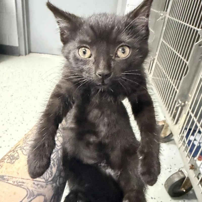 A baby small-sized female Black Domestic Short Hair cat named Lexapro for adoption in Marion, VA