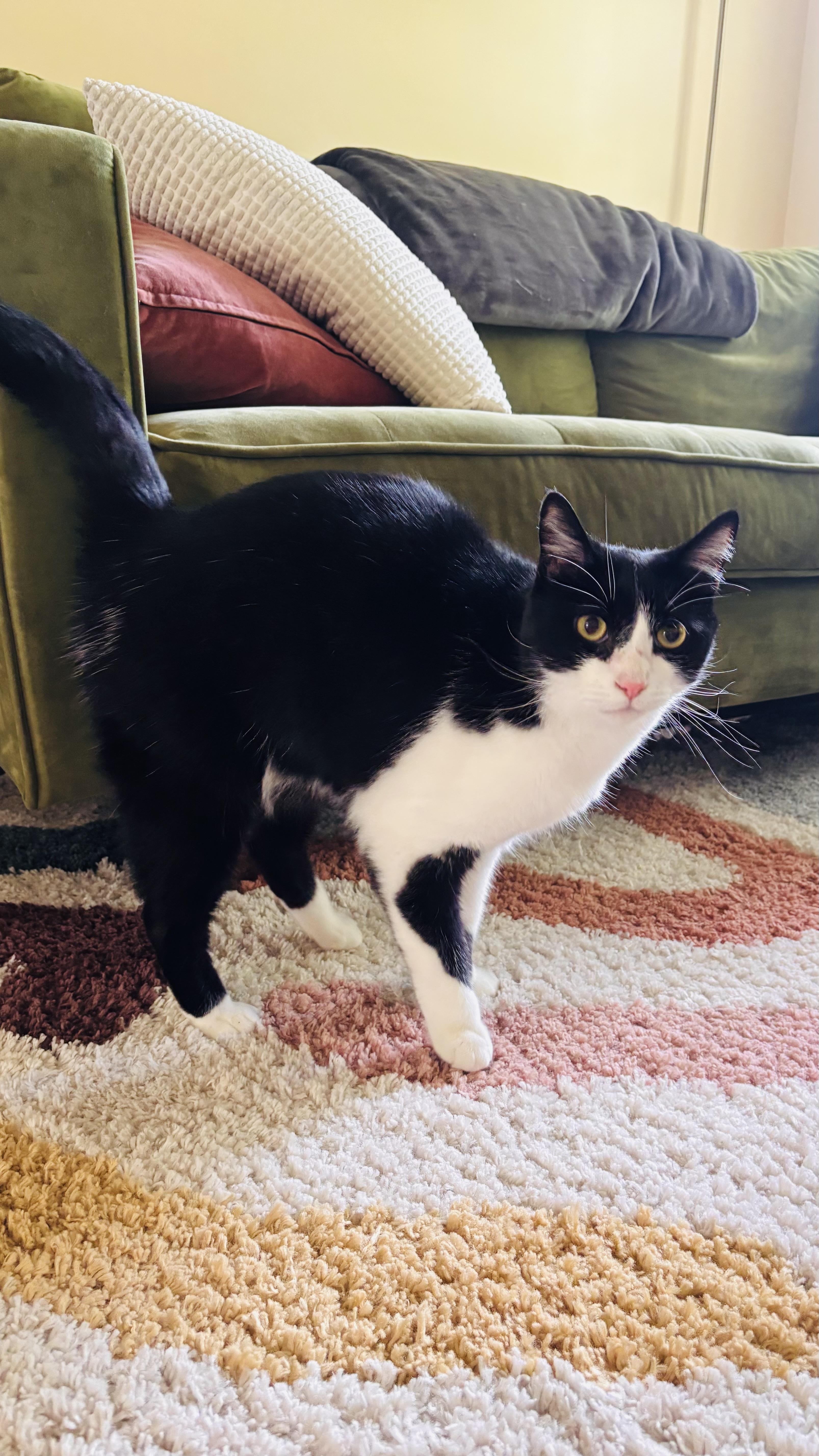 An adult medium-sized male Black & White / Tuxedo Domestic Short Hair cat named Huell for adoption in Sanford, NC