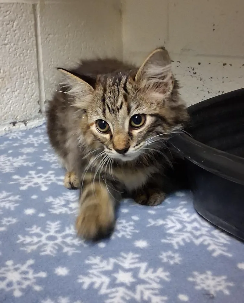 A baby small-sized female Domestic Long Hair cat named Lehty for adoption in Ada, OK