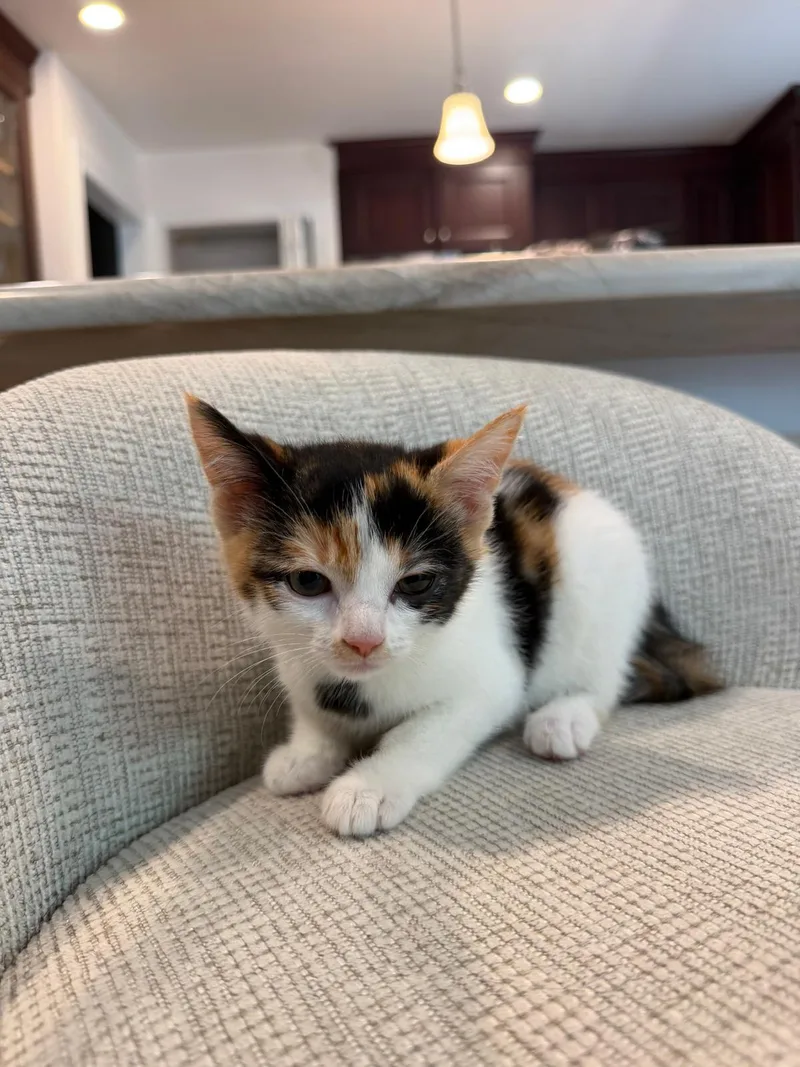 A baby small-sized female Calico Domestic Short Hair cat named Cannoli for adoption in Newark, NJ