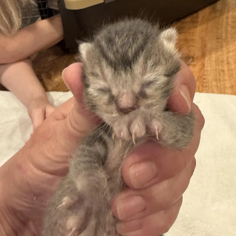 Gus Gus thumbnail 2
