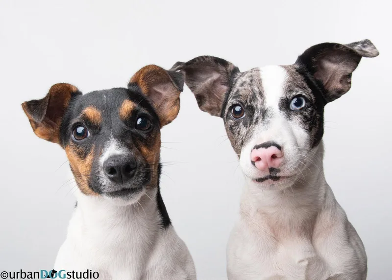 Peach & Sprout  thumbnail 2