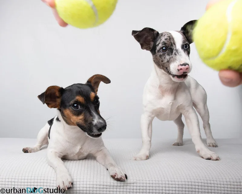 Peach & Sprout  thumbnail 3