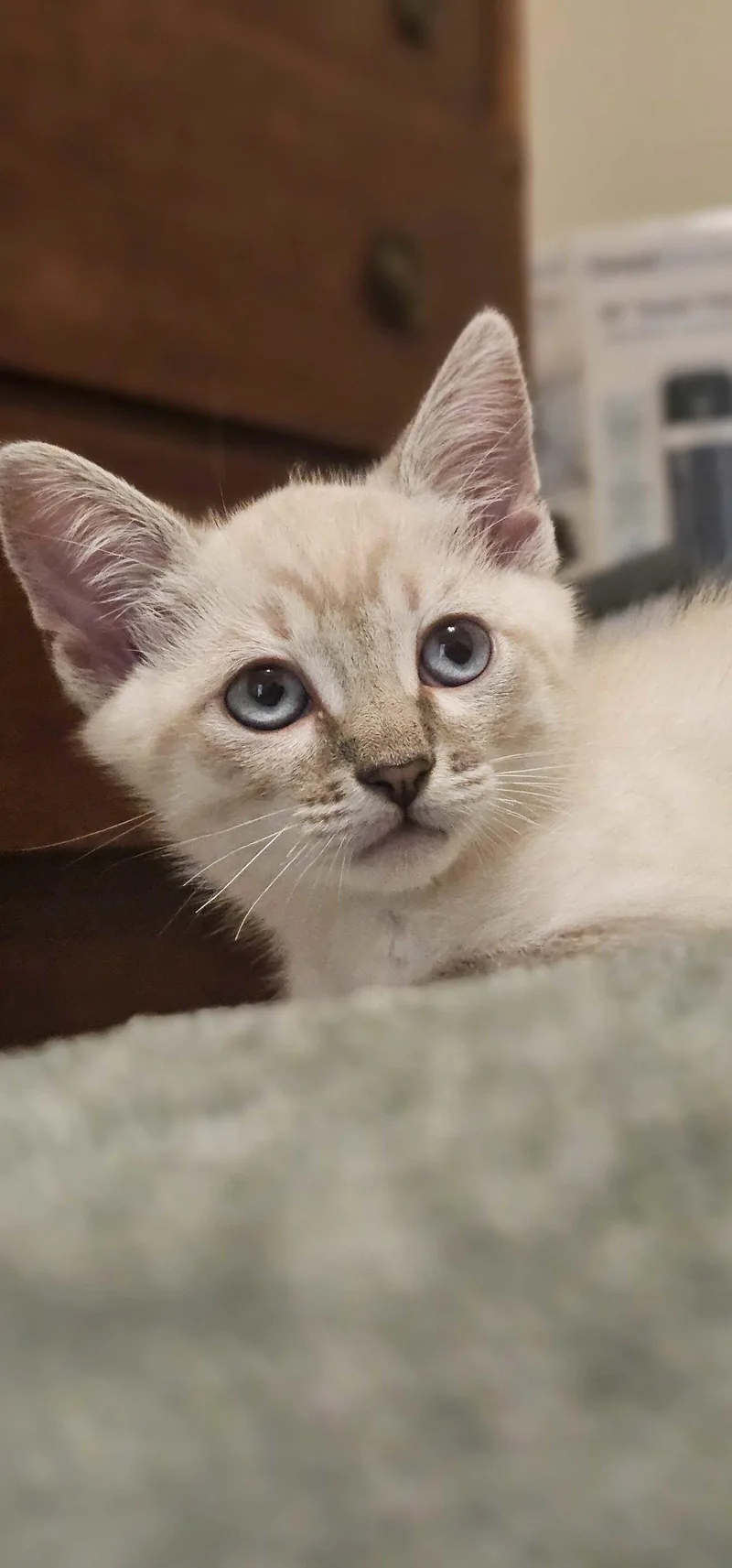 A young medium-sized male Siamese cat named Buzz for adoption in Riverside, CA