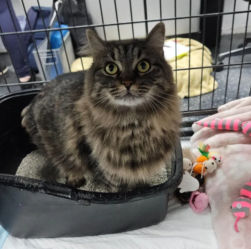 An adult small-sized female Domestic Long Hair cat named Duchess for adoption in Los Angeles, CA