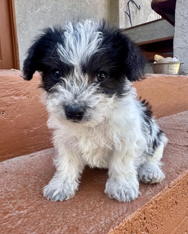 A young small-sized male White / Cream Terrier dog named Prince for adoption in Valley Village, CA