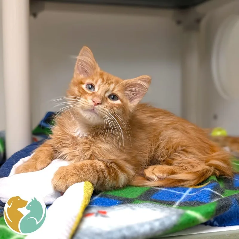 A baby small-sized male Orange / Red Domestic Medium Hair cat named Coupon for adoption in Toledo, OH