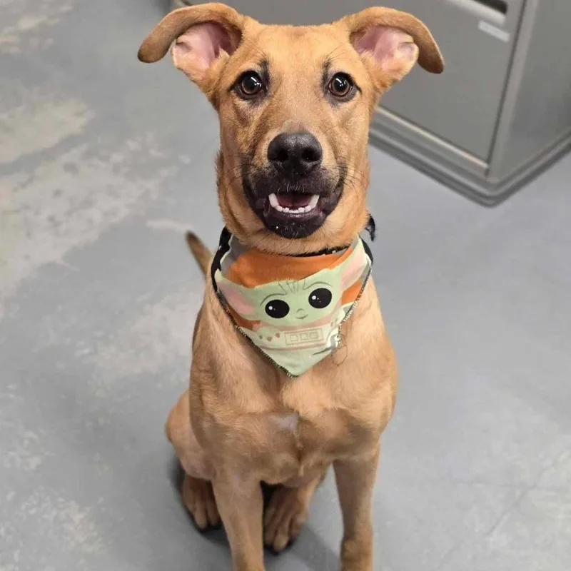 A young medium-sized female Labrador Retriever dog named Richart for adoption in Tacoma, WA