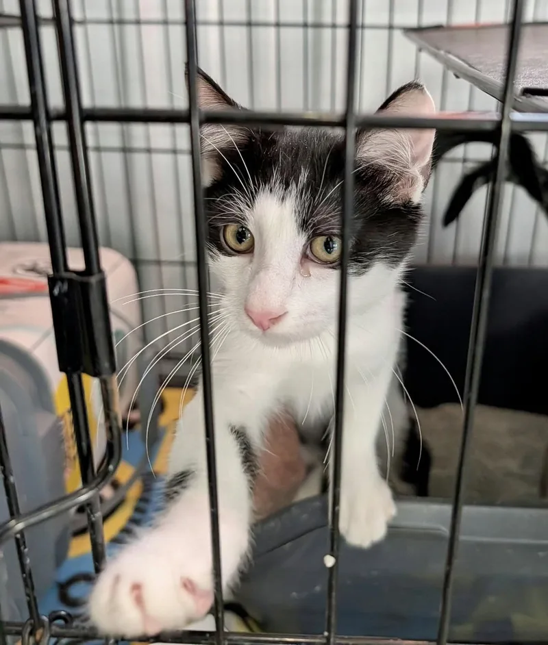 A baby medium-sized male Black & White / Tuxedo Domestic Short Hair cat named Tommy Atkins for adoption in Detroit Lakes, MN